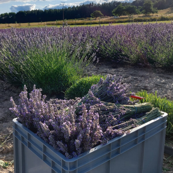 Sušený květ levandule - Lavandula intermedia - 100 g - Image 3